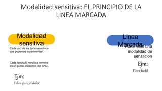 Linea Marcada SISTEMA NERVIOSO TRABAJO.pptx