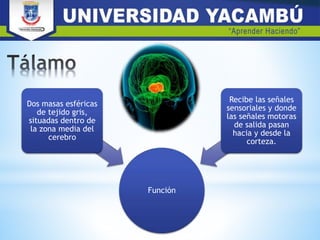 Función
Dos masas esféricas
de tejido gris,
situadas dentro de
la zona media del
cerebro
Recibe las señales
sensoriales y donde
las señales motoras
de salida pasan
hacia y desde la
corteza.
 