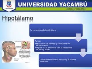 Se encuentra debajo del tálamo
Función
•Relación de los impulsos y condiciones del
estado interno.
•Implica en las emociones y en la sensaciones
de dolor y placer.
Enlace entre el sistema nervioso y el sistema
endocrino.
 