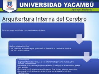 Conectan ambos hemisferios y las cavidades ventrículares.
Núcleos grises del cerebro
• Son formación de sustancia gris, y representan relevos en el curso de las vías que
van a la corteza cerebral.
El tálamo óptico
• Es gris con forma de ovoide, a su vez esta formado por varios núcleos y tres
sistemas fundamentales:
• Sistema de los núcleos de proyección específica; transportan la sensibilidad general
(olor y visión)
• Sistema de los núcleos de proyección inespecífica, envia a las zonas asociativas.
• Sistema de los núcleos de asociación directa, encia fibras a los núcleos
hipotalámicos.
 