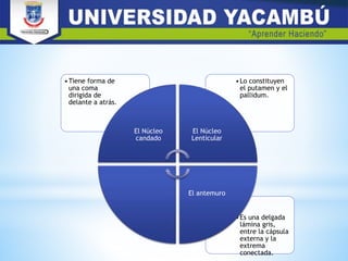 •Es una delgada
lámina gris,
entre la cápsula
externa y la
extrema
conectada.
•Lo constituyen
el putamen y el
pallidum.
•Tiene forma de
una coma
dirigida de
delante a atrás.
El Núcleo
candado
El Núcleo
Lenticular
El antemuro
 