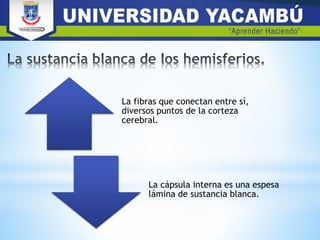 La fibras que conectan entre sí,
diversos puntos de la corteza
cerebral.
La cápsula interna es una espesa
lámina de sustancia blanca.
 