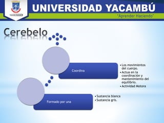 Formado por una
•Sustancia blanca
•Sustancia gris.
Coordina
•Los movimientos
del cuerpo.
•Actua en la
coordinación y
mantenimiento del
equilibrio.
•Actividad Motora
 