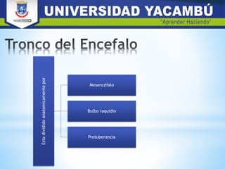 Estadivididoanatomicamentepor
Mesencéfalo
Bulbo raquidio
Protuberancia
 