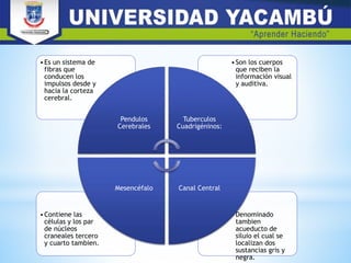 •Denominado
tambien
acueducto de
siluio el cual se
localizan dos
sustancias gris y
negra.
•Contiene las
células y los par
de núcleos
craneales tercero
y cuarto tambien.
•Son los cuerpos
que reciben la
información visual
y auditiva.
•Es un sistema de
fibras que
conducen los
impulsos desde y
hacia la corteza
cerebral.
Pendulos
Cerebrales
Tuberculos
Cuadrigéninos:
Canal CentralMesencéfalo
 
