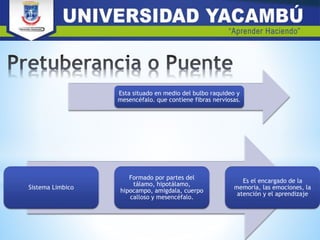 Esta situado en medio del bulbo raquideo y
mesencéfalo. que contiene fibras nerviosas.
Sistema Limbico
Formado por partes del
tálamo, hipotálamo,
hipocampo, amigdala, cuerpo
calloso y mesencéfalo.
Es el encargado de la
memoria, las emociones, la
atención y el aprendizaje
 
