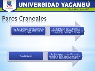 Hay doce pares de nervios craneales,
simétricos, que salen de la base del
encéfalo.
Se distribuyen por las diferentes
estructuras de la cabeza y cuello y se
numeran, de adelante hacia atrás.
Vascularización
Se distribuyen por las diferentes
estructuras de la cabeza y cuello y se
numeran, de adelante hacia atrás.
 