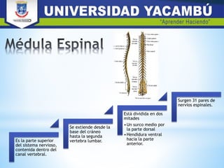 Es la parte superior
del sistema nervioso,
contenida dentro del
canal vertebral.
Se extiende desde la
base del cráneo
hasta la segunda
vertebra lumbar.
Está dividida en dos
mitades
•Un surco medio por
la parte dorsal
•Hendidura ventral
hacia la parte
anterior.
Surgen 31 pares de
nervios espinales.
 