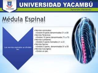 Los nervios espinales se dividen
en:
•Nervios cervicales:
•Existen 8 pares denominados C1 a C8
•Nervios Torácicos:
•Existen 12 pares denominados T1 a T2
•Nervios Lumbares:
•Existen 5 pares llamados L1 a L5
•Nervios Sacros:
•Existen 5 pares, denominados S1 a S5
•Nervios Coccigeos:
•Existe un par.
 