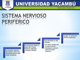 Es la parte superior
del sistema nervioso,
contenida dentro del
canal vertebral.
Se extiende desde la
base del cráneo
hasta la segunda
vertebra lumbar.
Está dividida en dos
mitades
•Un surco medio por
la parte dorsal
•Hendidura ventral
hacia la parte
anterior.
Surgen 31 pares de
nervios espinales.
 