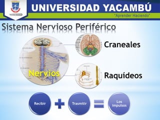 Nervios
Craneales
Raquídeos
Recibir Trasmitir
Los
impulsos
 