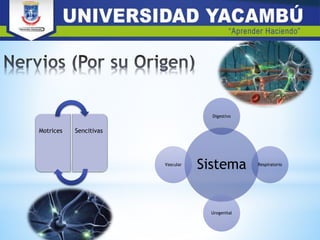 Motrices Sencitivas
Sistema
Digestivo
Respiratorio
Urogenital
Vascular
 