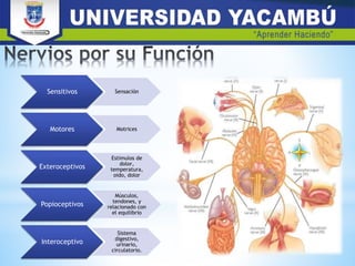 Sensitivos Sensación
Motores Motrices
Exteroceptivos
Estimulos de
dolor,
temperatura,
oido, dolor
Popioceptivos
Músculos,
tendones, y
relacionado con
el equilibrio
Interoceptivo
Sistema
digestivo,
urinario,
circulatorio.
 
