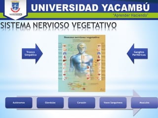 Tronco
Simpático
Ganglios
Periféricos
Autónomos Glandulas Corazón Vasos Sanguineos Musculos
 
