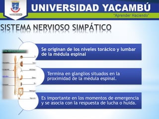 Se originan de los niveles torácico y lumbar
de la médula espinal
Termina en glanglios situados en la
proximidad de la médula espinal.
Es importante en los momentos de emergencia
y se asocia con la respuesta de lucha o huida.
 