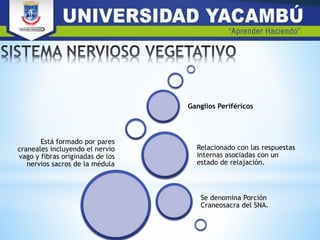 Está formado por pares
craneales incluyendo el nervio
vago y fibras originadas de los
nervios sacros de la médula
Se denomina Porción
Craneosacra del SNA.
Relacionado con las respuestas
internas asociadas con un
estado de relajación.
Ganglios Periféricos
 