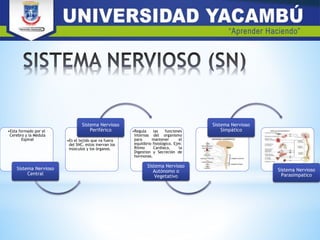 •Esta formado por el
Cerebro y la Médula
Espinal
Sistema Nervioso
Central
•Es el tejido que va fuera
del SNC, estos inervan los
músculos y los órganos.
Sistema Nervioso
Periférico •Regula las funciones
internas del organismo
para mantener el
equilibrio fisiológico. Ejm:
Ritmo Cardiaco, la
Digestion y Secreción de
hormonas.
Sistema Nervioso
Autónomo o
Vegetativo
Sistema Nervioso
Simpático
Sistema Nervioso
Parasimpatico
 