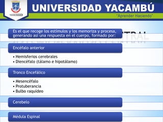 Es el que recoge los estímulos y los memoriza y procesa,
generando así una respuesta en el cuerpo, formado por:
• Hemisferios cerebrales
• Diencéfalo (tálamo e hipotálamo)
Encéfalo anterior
• Mesencéfalo
• Protuberancia
• Bulbo raquídeo
Tronco Encefálico
Cerebelo
Médula Espinal
 