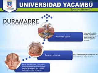 Es la más externa, envuelve
completamente el neuronaje
desde la bóveda del cráneo
hasta el conducto sacro.
Duramadre Craneal Es la que esta adherida a los huesos del
cráneo, y corren todos los senos.
Duramadre Espinal
Encierra a la médula
espinal, y forma un
embudo, el cono dural,
donde recorre las
arteriolas y plexos
venosos.
 