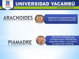 Membrana transporente que
cubre el encéfalolaxomente
Membrana delgada que
contiene gran cantidad de
pequeños vasos, y se unen a
la superficie cerebral.
 