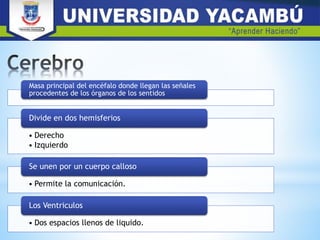 Masa principal del encéfalo donde llegan las señales
procedentes de los órganos de los sentidos
• Derecho
• Izquierdo
Divide en dos hemisferios
• Permite la comunicación.
Se unen por un cuerpo calloso
• Dos espacios llenos de liquido.
Los Ventriculos
 