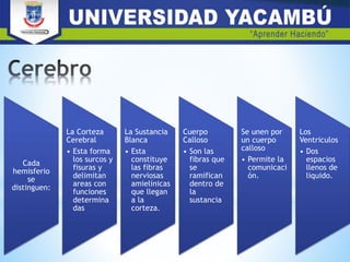 Cada
hemisferio
se
distinguen:
La Corteza
Cerebral
• Esta forma
los surcos y
fisuras y
delimitan
areas con
funciones
determina
das
La Sustancia
Blanca
• Esta
constituye
las fibras
nerviosas
amielínicas
que llegan
a la
corteza.
Cuerpo
Calloso
• Son las
fibras que
se
ramifican
dentro de
la
sustancia
Se unen por
un cuerpo
calloso
• Permite la
comunicaci
ón.
Los
Ventriculos
• Dos
espacios
llenos de
liquido.
 