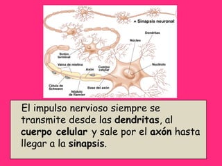 El impulso nervioso siempre se transmite desde las  dendritas , al  cuerpo celular  y sale por el  axón  hasta llegar a la  sinapsis . 