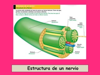 Estructura de un nervio 