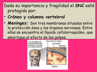 Dada su importancia y fragilidad el  SNC  está protegido por: Cráneo y columna vertebral Meninges:  Son tres membranas situadas entre la protección ósea y los órganos nerviosos. Entre ellas se encuentra el líquido cefalorraquídeo, que amortigua el efecto de los golpes . 