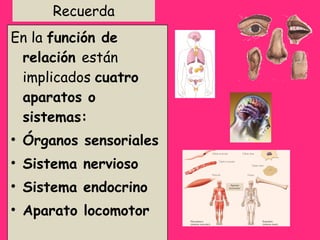 Recuerda En la  función de relación  están implicados  cuatro aparatos o sistemas: Órganos sensoriales Sistema nervioso Sistema endocrino Aparato locomotor 