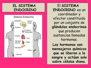 El  SISTEMA ENDOCRINO  es un coordinador y efector constituido por un conjunto de  glándulas endocrinas  que producen sustancias llamadas hormonas. Las hormonas son mensajeros químicos que se liberan a la sangre y actúan solo sobre células diana. EL SISTEMA ENDOCRINO 
