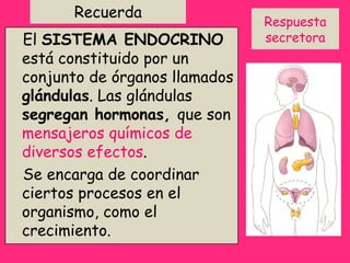 Recuerda El  SISTEMA ENDOCRINO  está constituido por un conjunto de órganos llamados  glándulas . Las glándulas  segregan hormonas,  que son  mensajeros químicos de diversos efectos .  Se encarga de coordinar ciertos procesos en el organismo, como el crecimiento.  Respuesta secretora 
