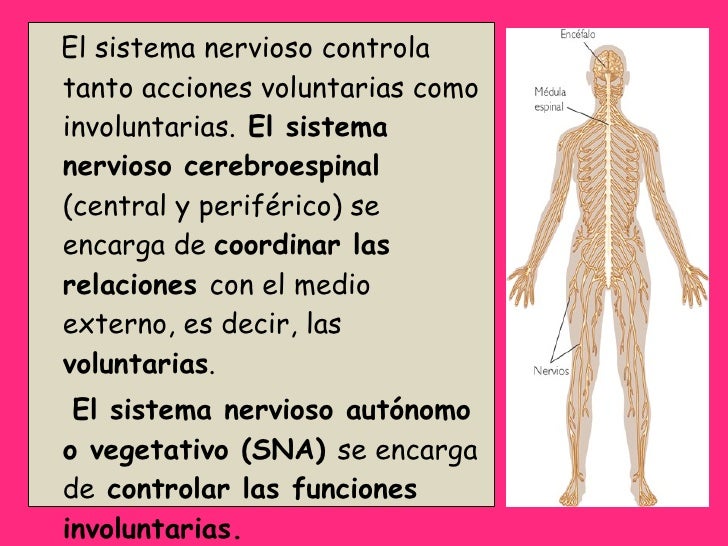 Sistemanerviosoyendocrino