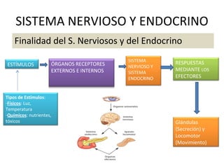 SISTEMA NERVIOSO Y ENDOCRINO ,[object Object],ESTÍMULOS ÓRGANOS RECEPTORES EXTERNOS E INTERNOS RESPUESTAS MEDIANTE  LOS  EFECTORES SISTEMA NERVIOSO Y SISTEMA ENDOCRINO ,[object Object],[object Object],[object Object],Glándulas (Secreción) y Locomotor (Movimiento) 