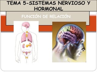 TEMA 5-SISTEMAS NERVIOSO Y
         HORMONAL
    FUNCIÓN DE RELACIÓN
 