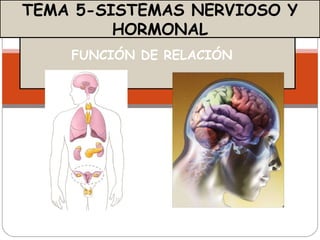 FUNCIÓN DE RELACIÓN  TEMA 5-SISTEMAS NERVIOSO Y HORMONAL 