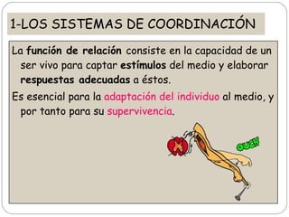1-LOS SISTEMAS DE COORDINACIÓN <ul><li>La  función de relación  consiste en la capacidad de un ser vivo para captar  estím...