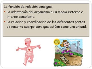 <ul><li>La función de relación consigue: </li></ul><ul><li>La adaptación del organismo a un medio externo e interno cambia...