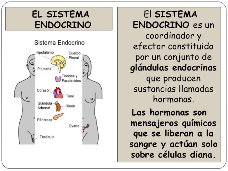 Que comer a la eccema