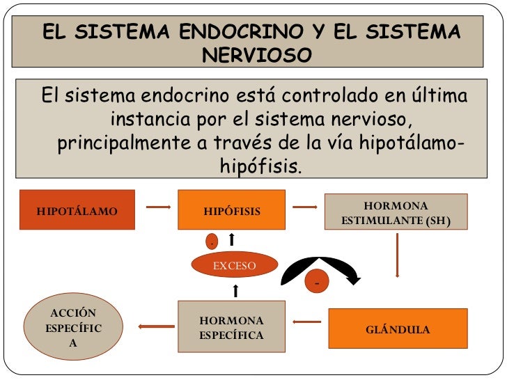 Resultado de imagen para sistema endocrino hipotalamo