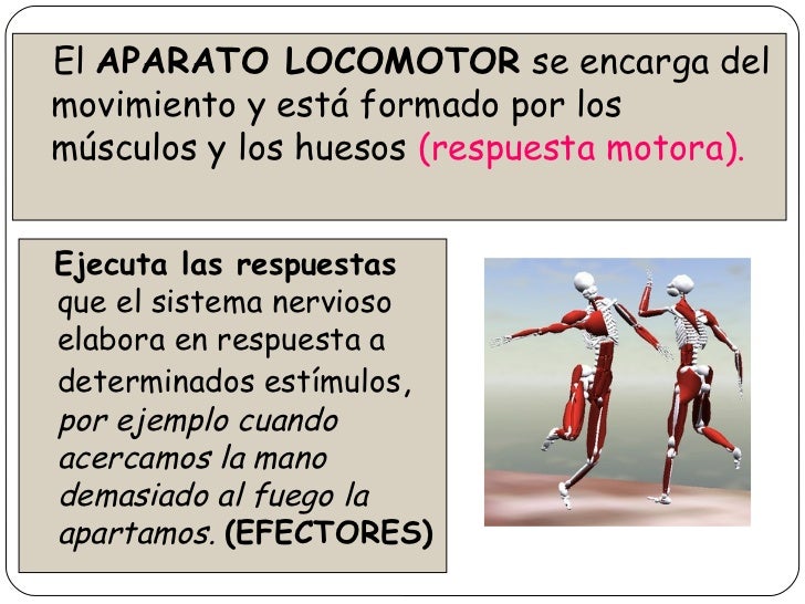 Sistema nervioso y endocrino