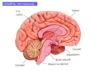 L’ENCÈFAL: tall transversal 