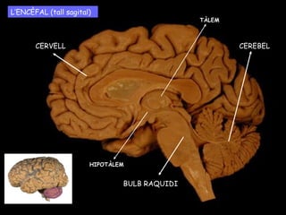 L’ENCÈFAL (tall sagital) CEREBEL CERVELL BULB RAQUIDI HIPOTÀLEM TÀLEM 