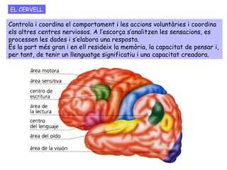 EL CERVELL Controla i coordina el comportament i les accions voluntàries i coordina els altres centres nerviosos. A l’escorça s’analitzen les sensacions, es processen les dades i s’elabora una resposta. És la part més gran i en ell resideix la memòria, la capacitat de pensar i, per tant, de tenir un llenguatge significatiu i una capacitat creadora.  
