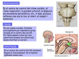 BULB RAQUIDI És el centre de control del ritme cardíac, el ritme respiratori, la pressió arterial, la deglució, els moviments peristàltics, etc. A més, provoca reflexos com ara la tos, el vòmit, el singlot i l’esternut. TÀLEM És una massa ovoidea, formada principalment per substància grisa, situada en el centre del cervell. Pel tàlem passen totes les vies sensitives (exepte les olfactives) abans d’arribar al cervell.  HIPOTÀLEM És el centre de control del SN Autònom. Regula el funcionament de la hipòfisi (glàndula endocrina) 