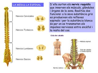 LA MEDUL·LA ESPINAL D'ella surten els  nervis raquidis  que innerven els músculs, glàndules i òrgans de la zona. Realitza dos funcions: a la seva substància gris es produeixen els reflexes espinals i per la substància blanca és per on es transmeten els impulsos nerviosos entre encèfal i la resta del cos.  