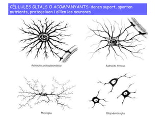 CÈL·LULES GLIALS O ACOMPANYANTS:   donen suport, aporten nutrients, protegeixen i aïllen les neurones   