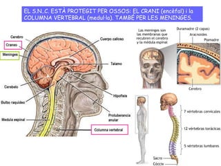 EL S.N..C. ESTÀ PROTEGIT PER OSSOS: EL CRANI (encèfal) i la COLUMNA VERTEBRAL (medul·la). TAMBÉ PER LES MENINGES. 