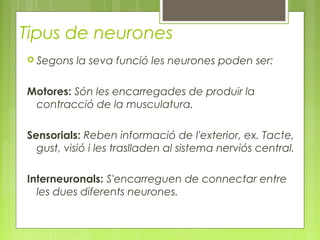 Tipus de neurones
 Segons la seva funció les neurones poden ser:
Motores: Són les encarregades de produir la
contracció de la musculatura.
Sensorials: Reben informació de l'exterior, ex. Tacte,
gust, visió i les traslladen al sistema nerviós central.
Interneuronals: S'encarreguen de connectar entre
les dues diferents neurones.
 