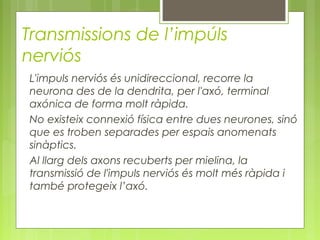 Transmissions de l’impúls
nerviós
L'impuls nerviós és unidireccional, recorre la
neurona des de la dendrita, per l'axó, terminal
axónica de forma molt ràpida.
No existeix connexió física entre dues neurones, sinó
que es troben separades per espais anomenats
sinàptics.
Al llarg dels axons recuberts per mielina, la
transmissió de l'impuls nerviós és molt més ràpida i
també protegeix l’axó.
 